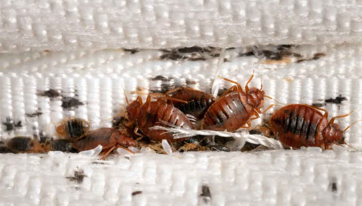 Bed Bug Treatment in Maricopa, AZ Pest Control