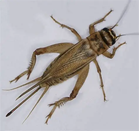 House Crickets in Arizona: Habitat, Where They Come From & How to Get Rid of Them