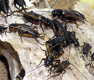 Field Crickets in Arizona: Habitat, Where They Come From & How to Get Rid of Them