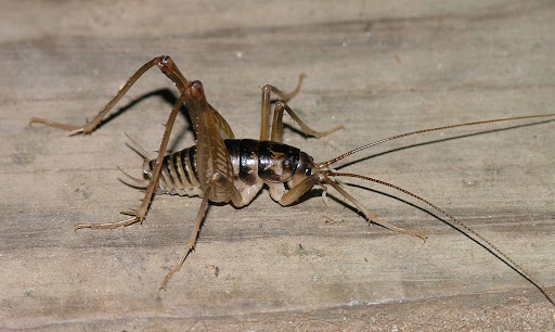 Cave Crickets in Arizona: Habitat, Where They Come From & How to Get Rid of Them