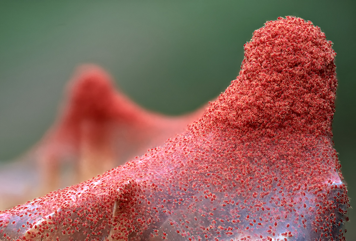 Clover Mites: What They Are, Where They Come From, and How to Get Rid of Them