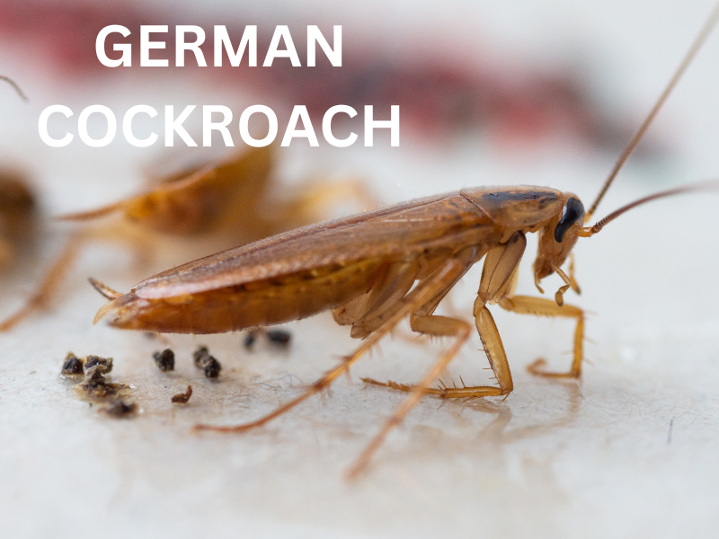 German Cockroach