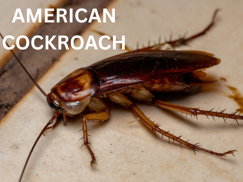 American Cockroach