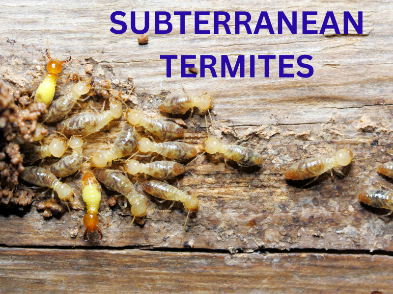 Subterranean Termites
