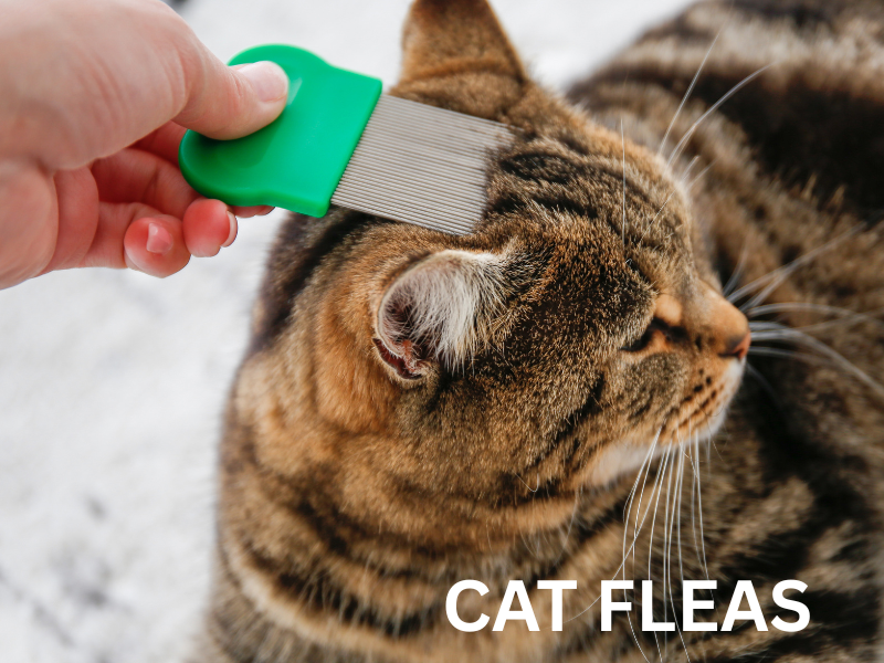 Cat Fleas